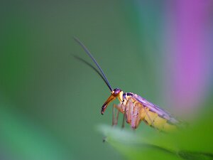 macro